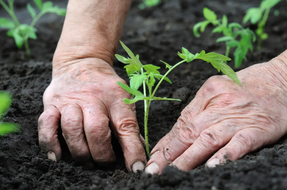 The Best Summer Plants for Your TN Garden
