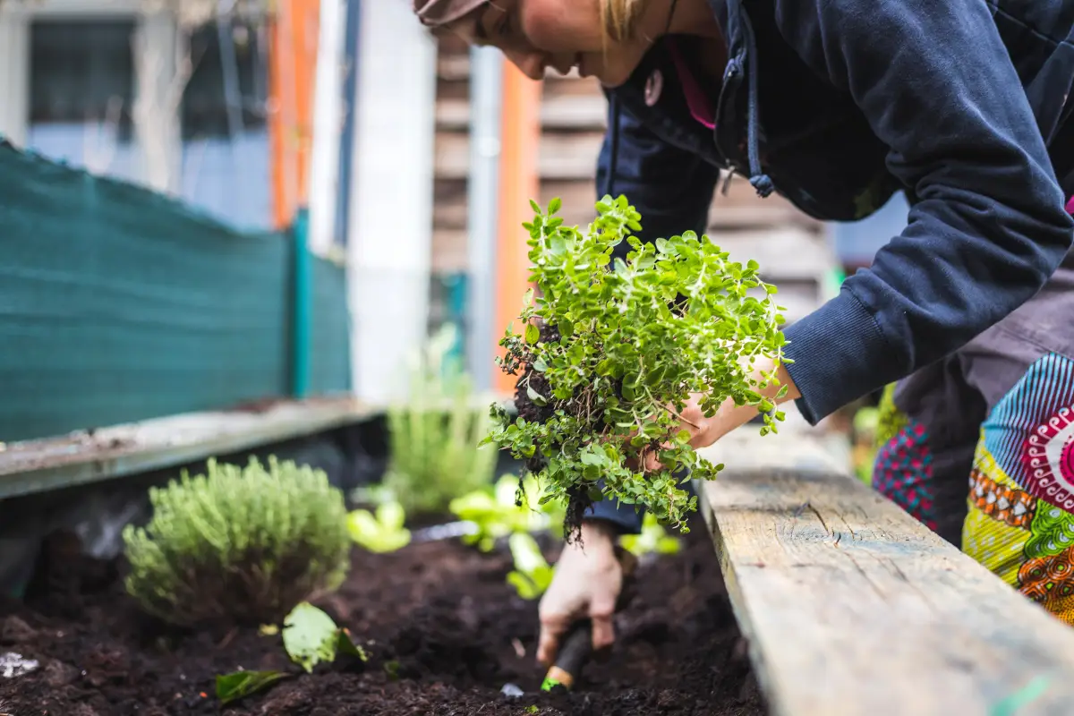 Planning a Successful Spring Vegetable and Herb Garden in TN