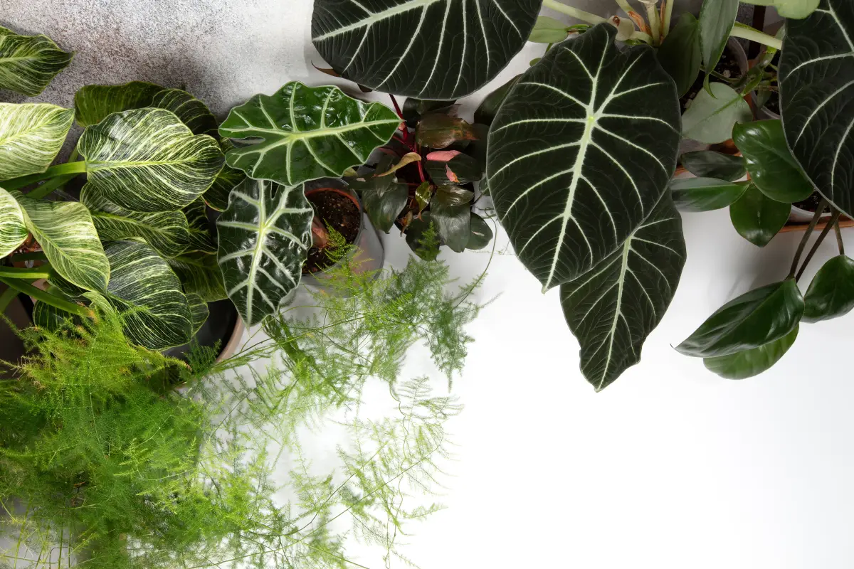 The Best Trending Houseplants to Help Brighten Your Home