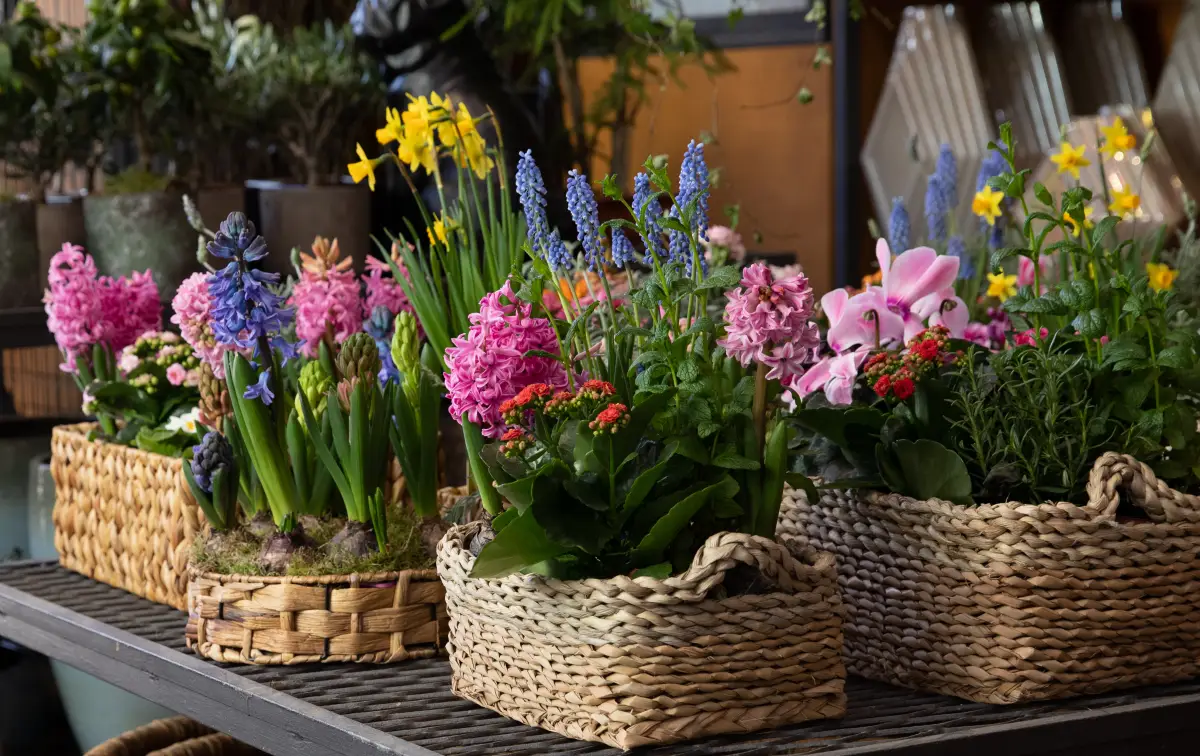 Choosing and Planting Spring Flowers in Beds and Pots