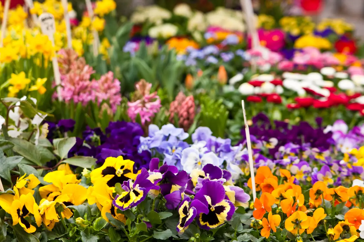 Adding Flavor and Beauty to Your Salads, Drinks, and Desserts with Edible Blossoms