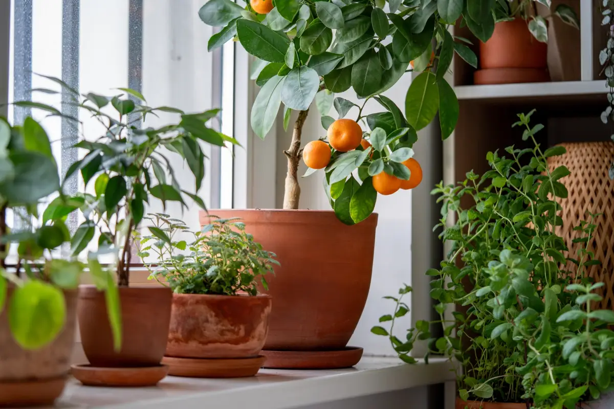 Successfully Growing Citrus in Pots