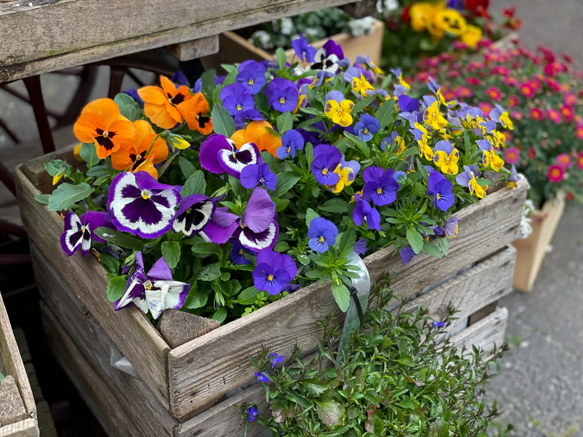 The Best Annual Plants for a Vibrant Fall Garden in TN