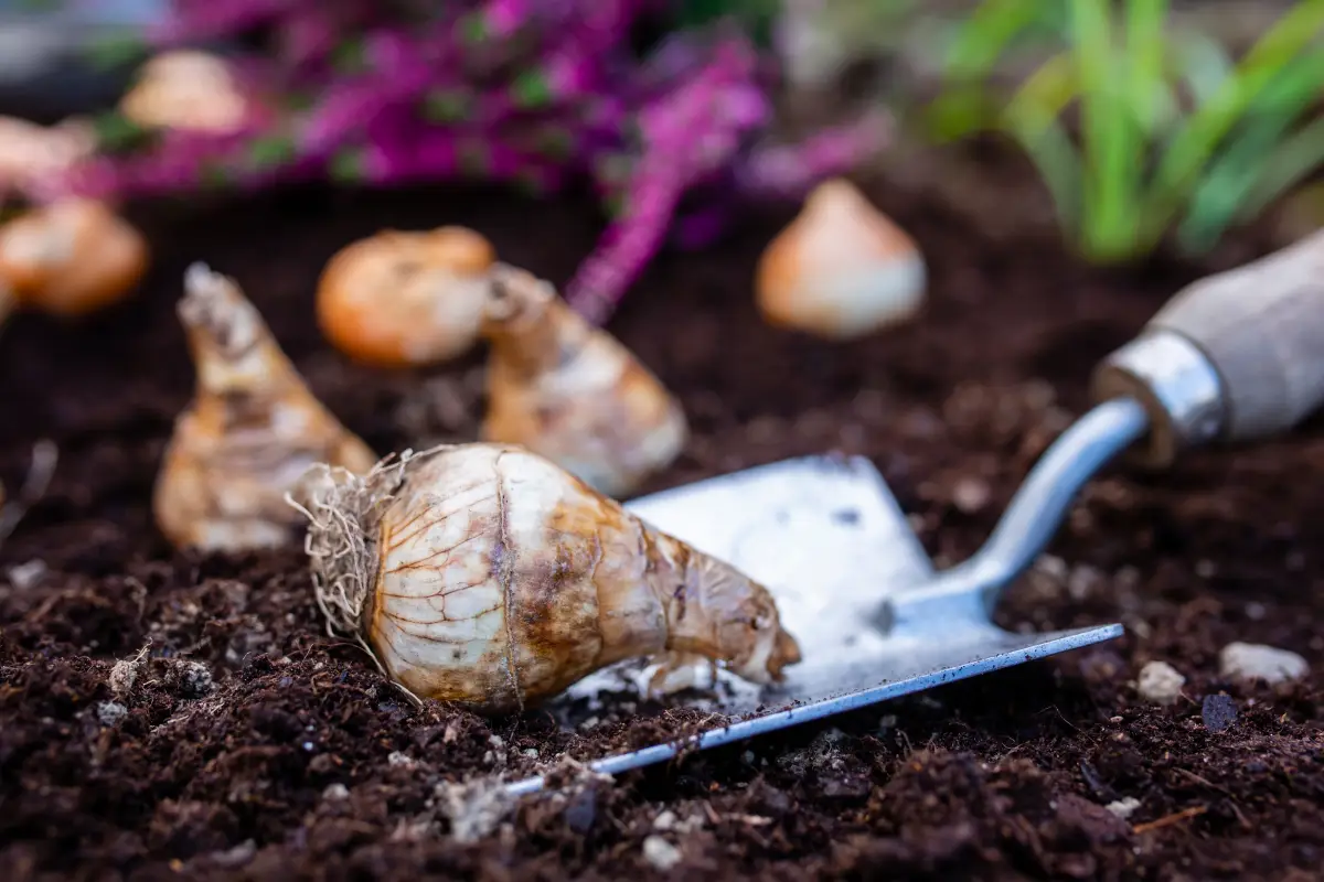Fall Bulb Planting in TN: Complete Guide