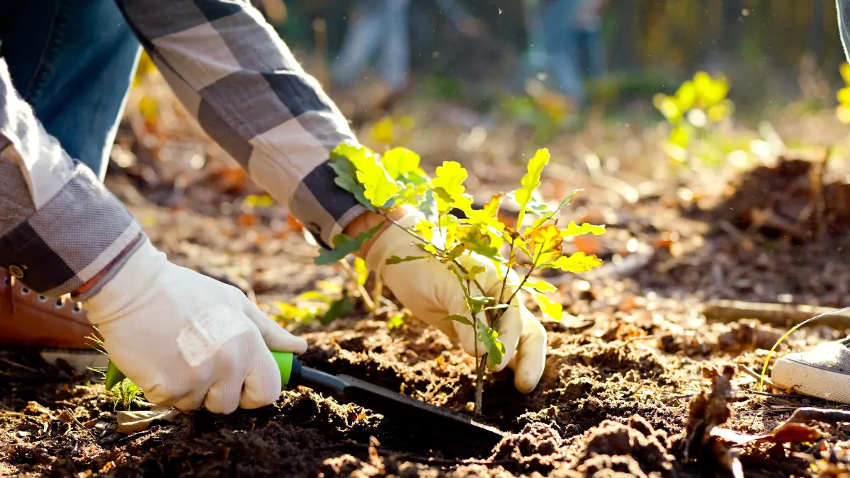 Successfully Planting Trees in Tennessee
