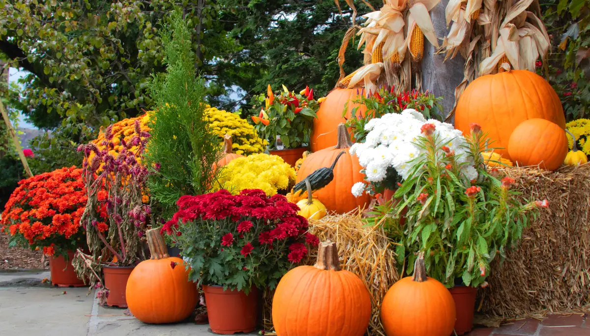 Stunning Fall Decor Creation with Pumpkins, Mums, Squash, Cornstalks, and Hay Bales