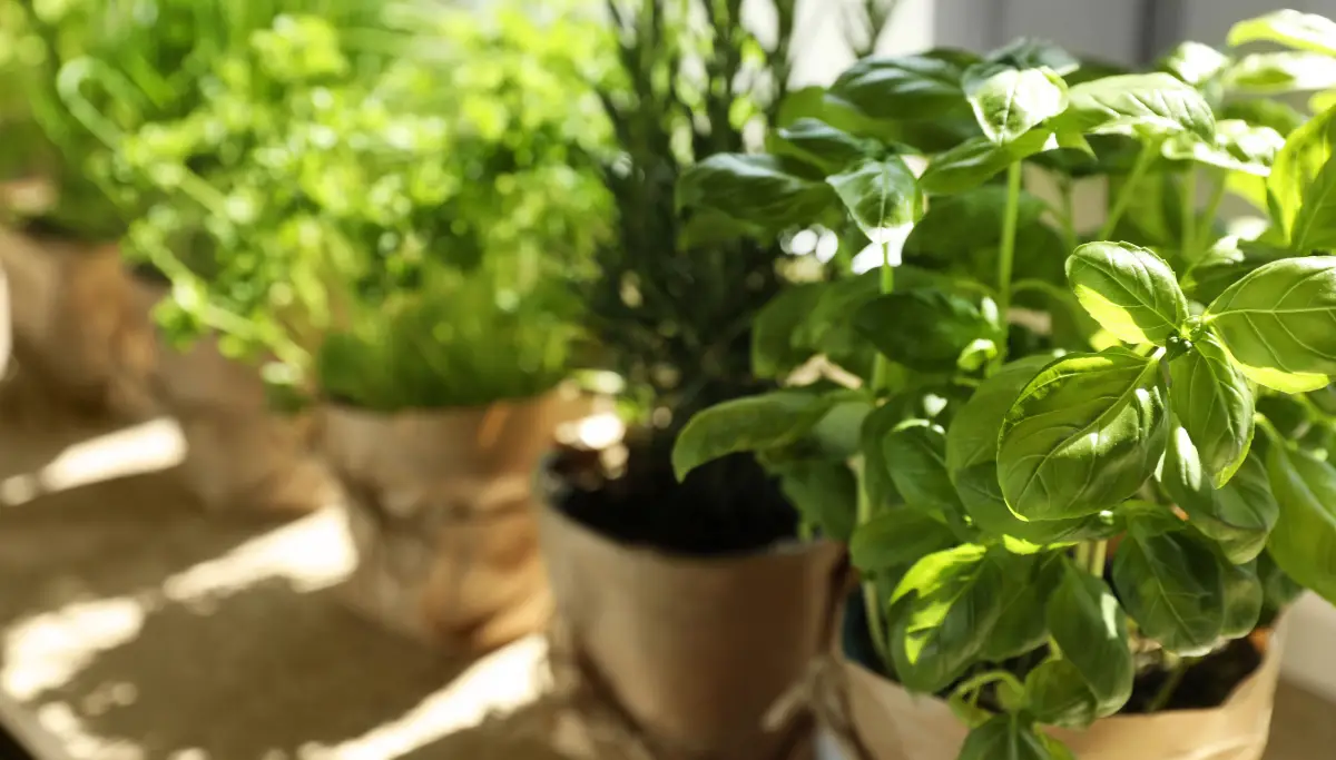 Tips for Repotting Houseplants & Growing Herbs Indoors