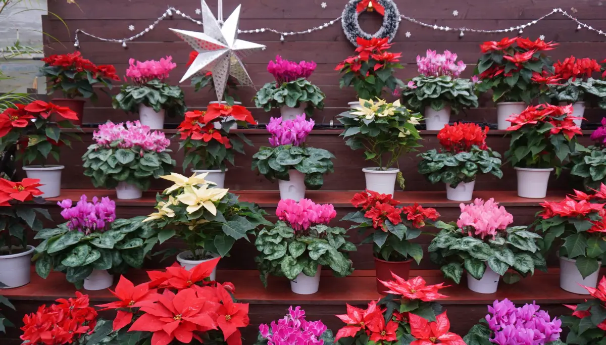 Growing and Caring for Winter Flowers: Poinsettias, Christmas Cacti, and Cyclamen