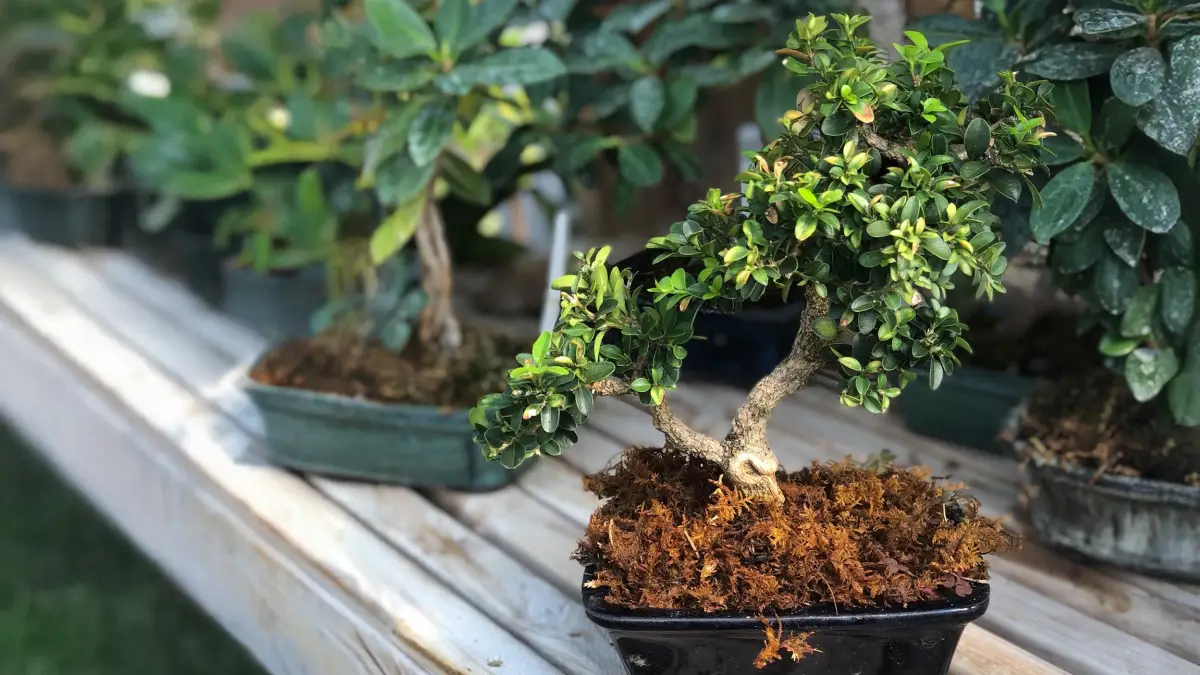 Bonsai Basics and Indoor Cultivation of Miniature Trees 
