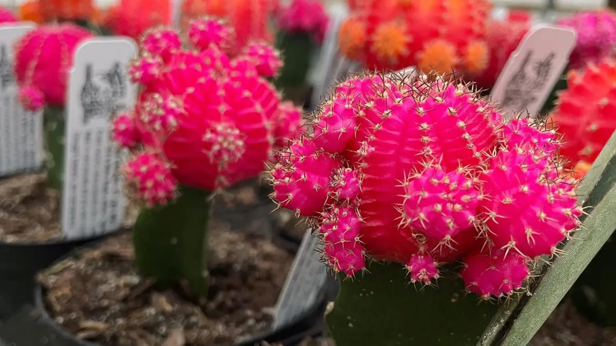 A Complete Guide to Growing and Caring for Your Indoor Cactus