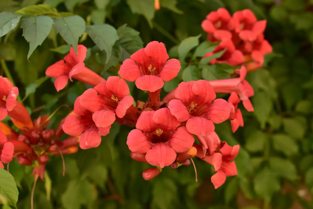 Finding The Perfect Vines for Every Location in Your Garden