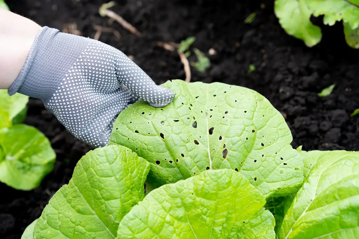 Insect and Disease Control for Vegetable, Herb Gardens, and Landscapes in TN